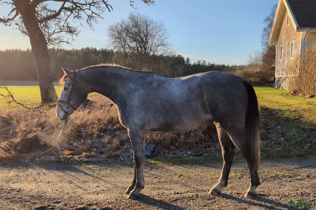 Hoppning hästar till salu: Hopp/Fälttävlan talang - Annons 4