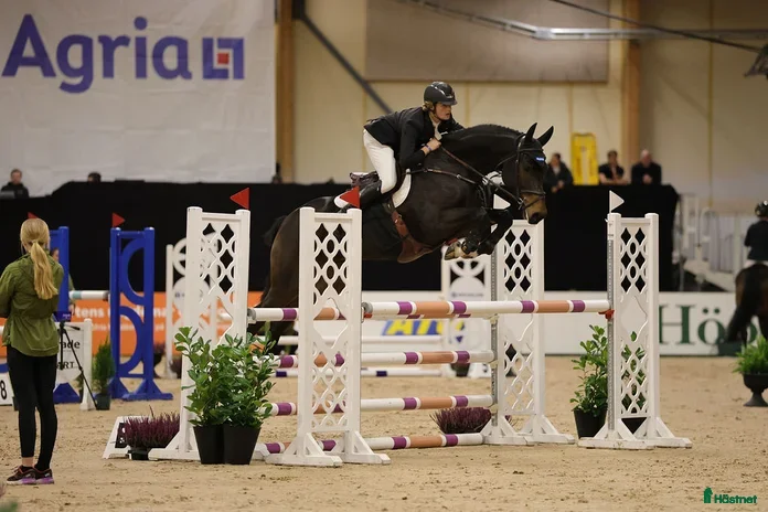  hästar Gentleman med Scope i Uppsala - Annons 15