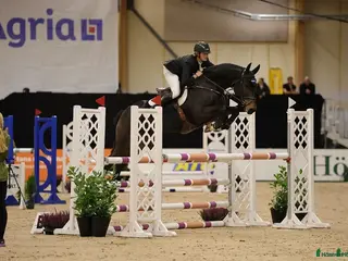 hästar Gentleman med Scope i Uppsala - Annons 15