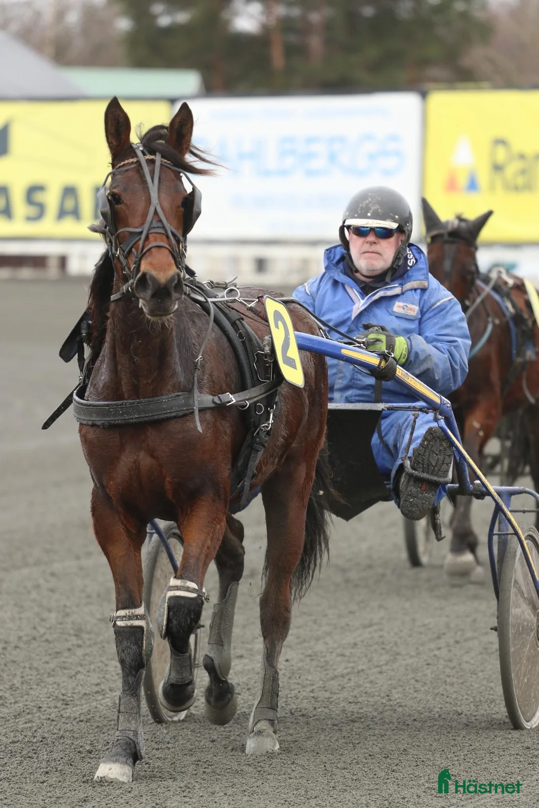 Trav hästar till salu: Travhäst - Annons 5