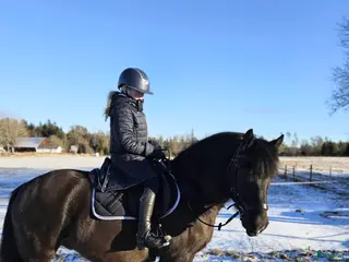 hästar karaktäristisk allround ponny i Moheda - Annons 8