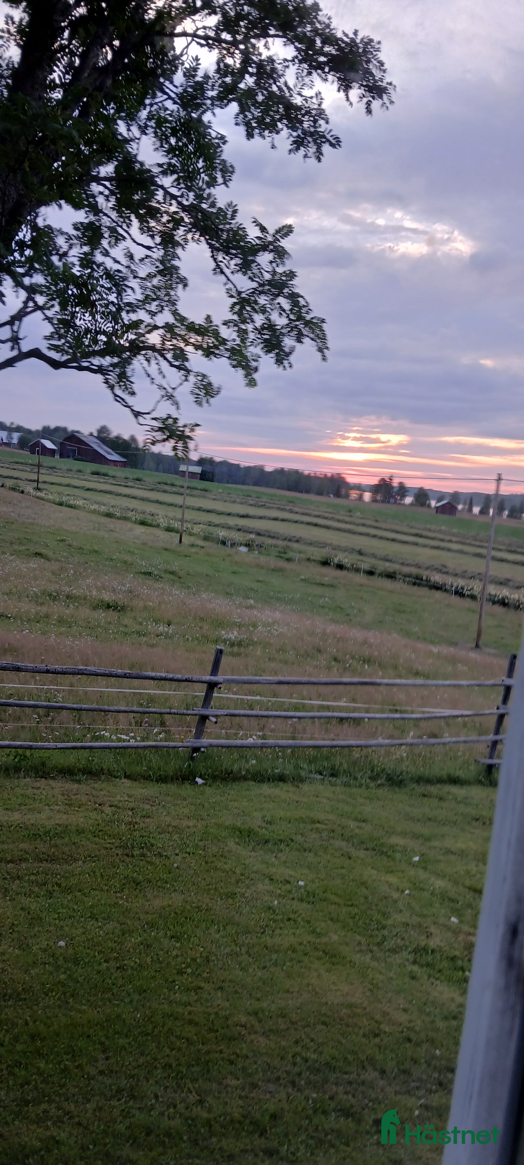  hästar Söker min allra bästa vän (kallblod) - Annons 2