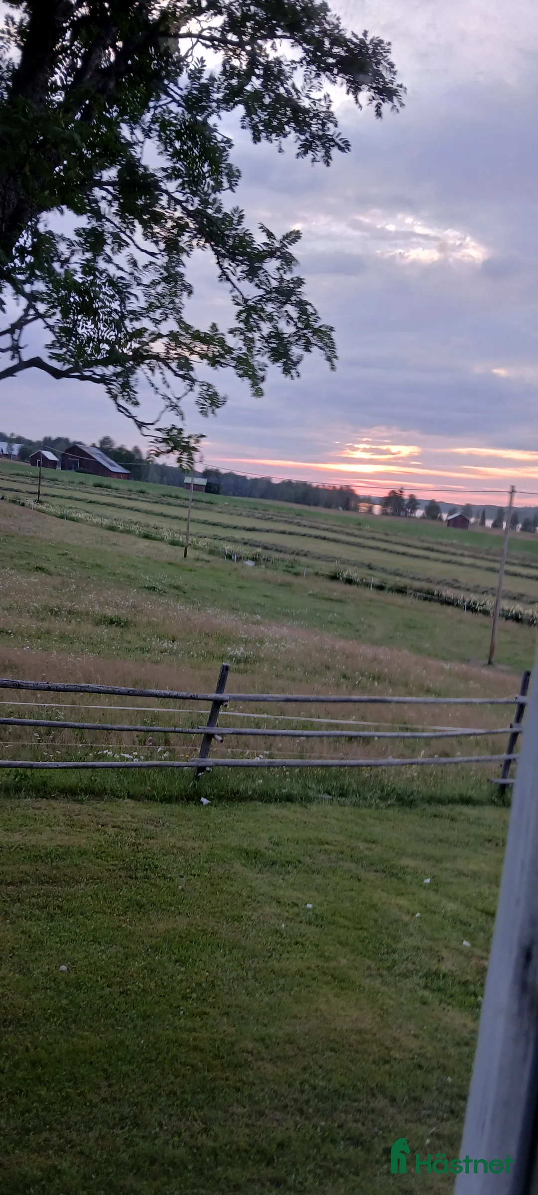 Allround hästar sökes: Söker min allra bästa vän (kallblod) i Burträsk - Annons 1