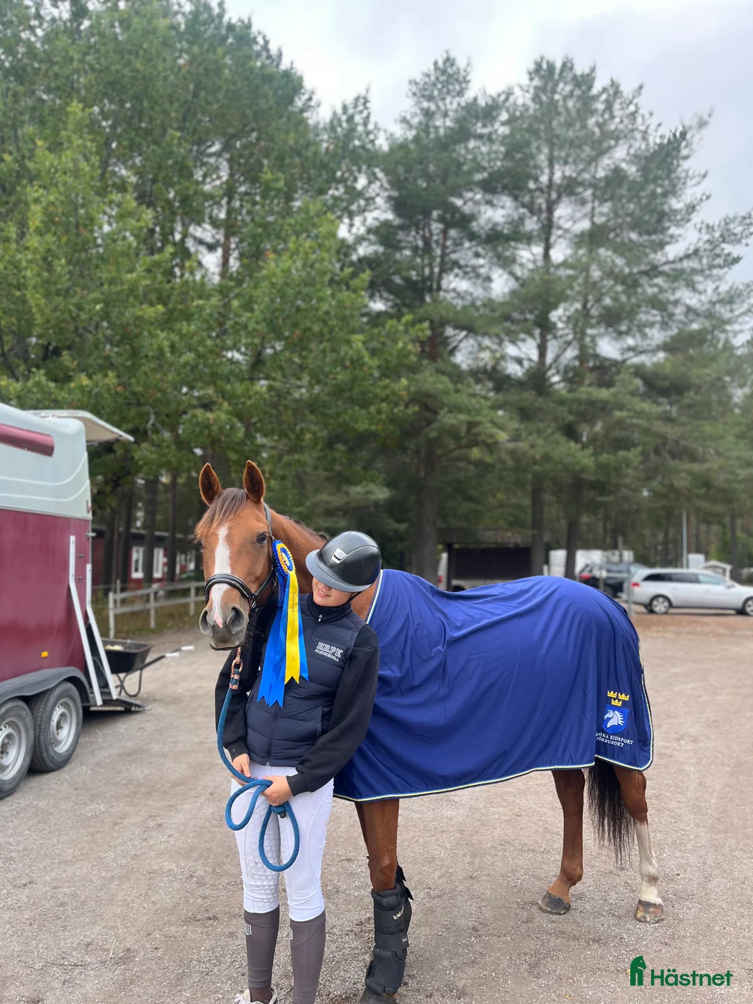 Allround hästar till salu: Världens charmigaste allround häst till salu❤️ - Annons 2