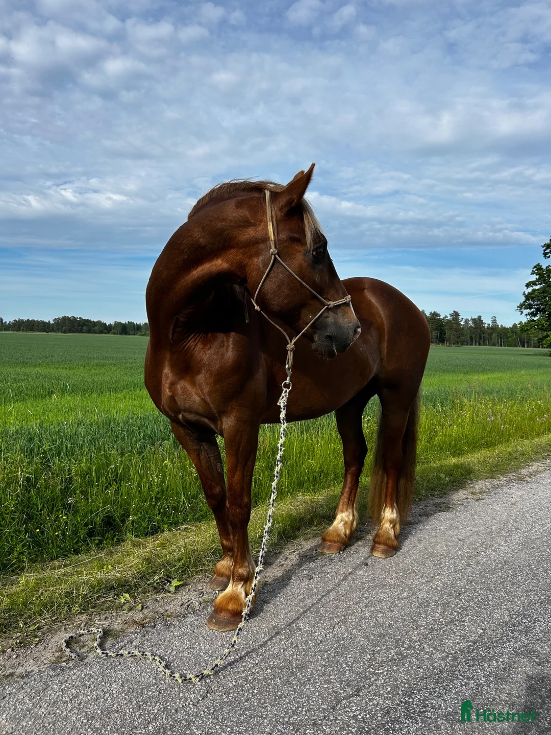 Western hästar till salu: Ståtlig valack med mycket erfarenhet  - Annons 2