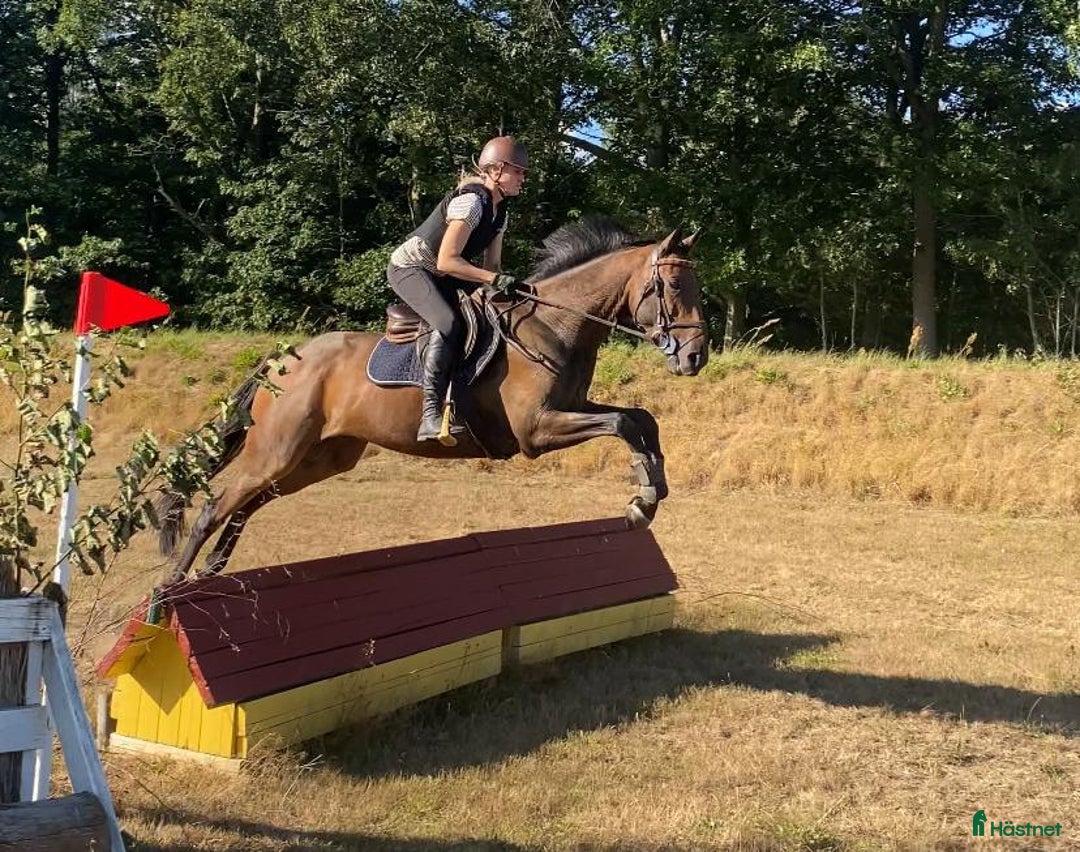 Allround hästar till salu: Kul kille för allround/fälttävlan  i Brösarp - Annons 2