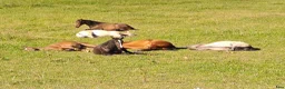  stallplats finnes: Lösdrift  - Annons 3