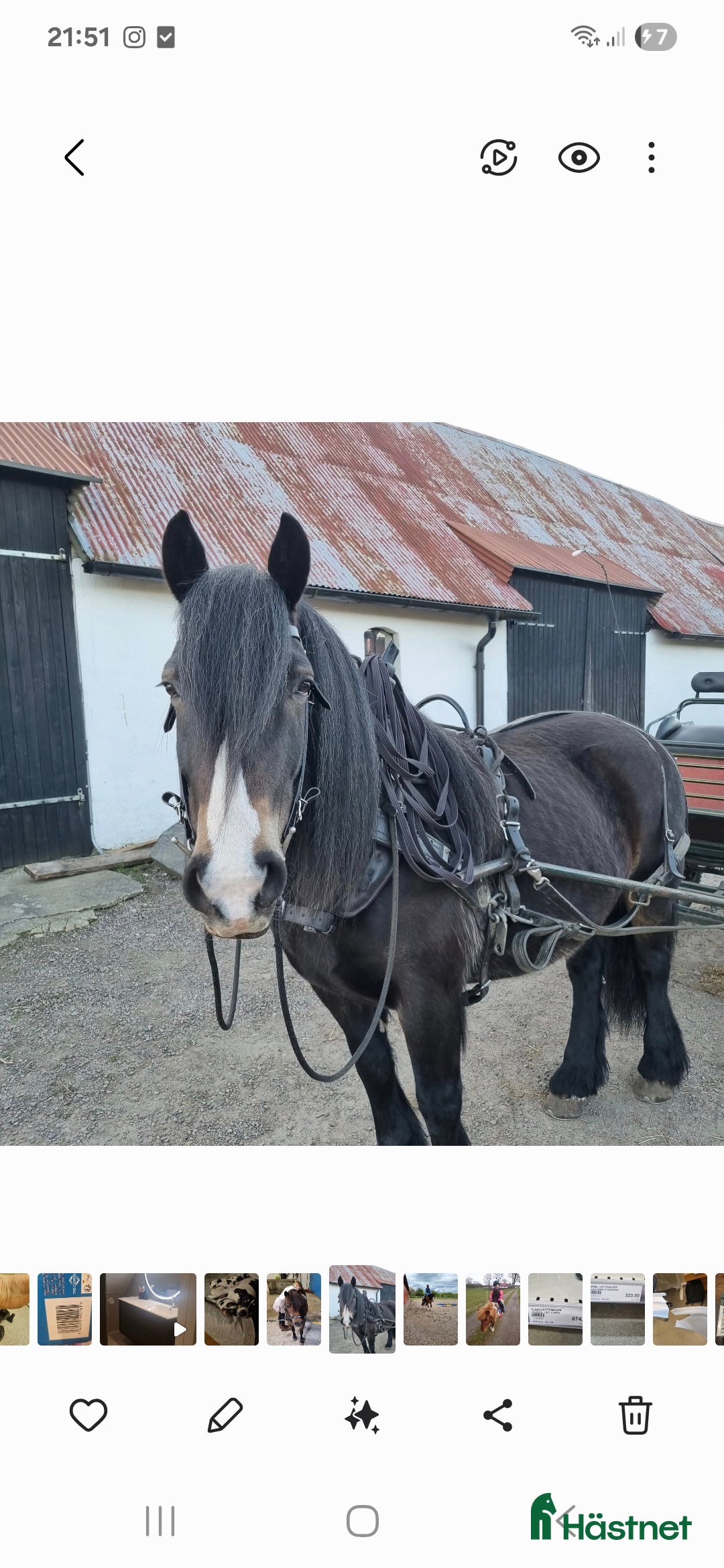  hästar Nordsvensk körhäst  i Båstad - Annons 8