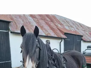 hästar Nordsvensk körhäst i Båstad - Annons 8