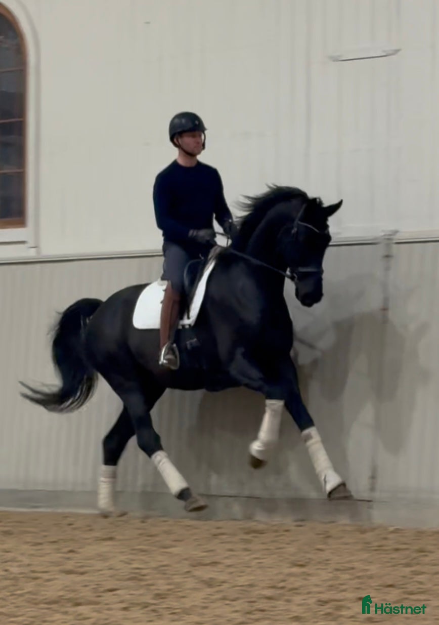  hästar Snäll och okomplicerad unghäst🌟 i Bålsta - Annons 5