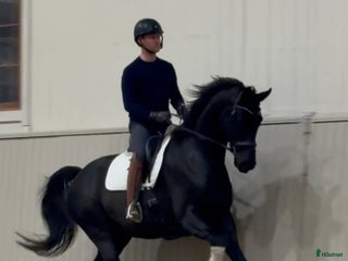 Dressyr hästar till salu: Snäll och okomplicerad unghäst🌟 i Bålsta - Annons 1