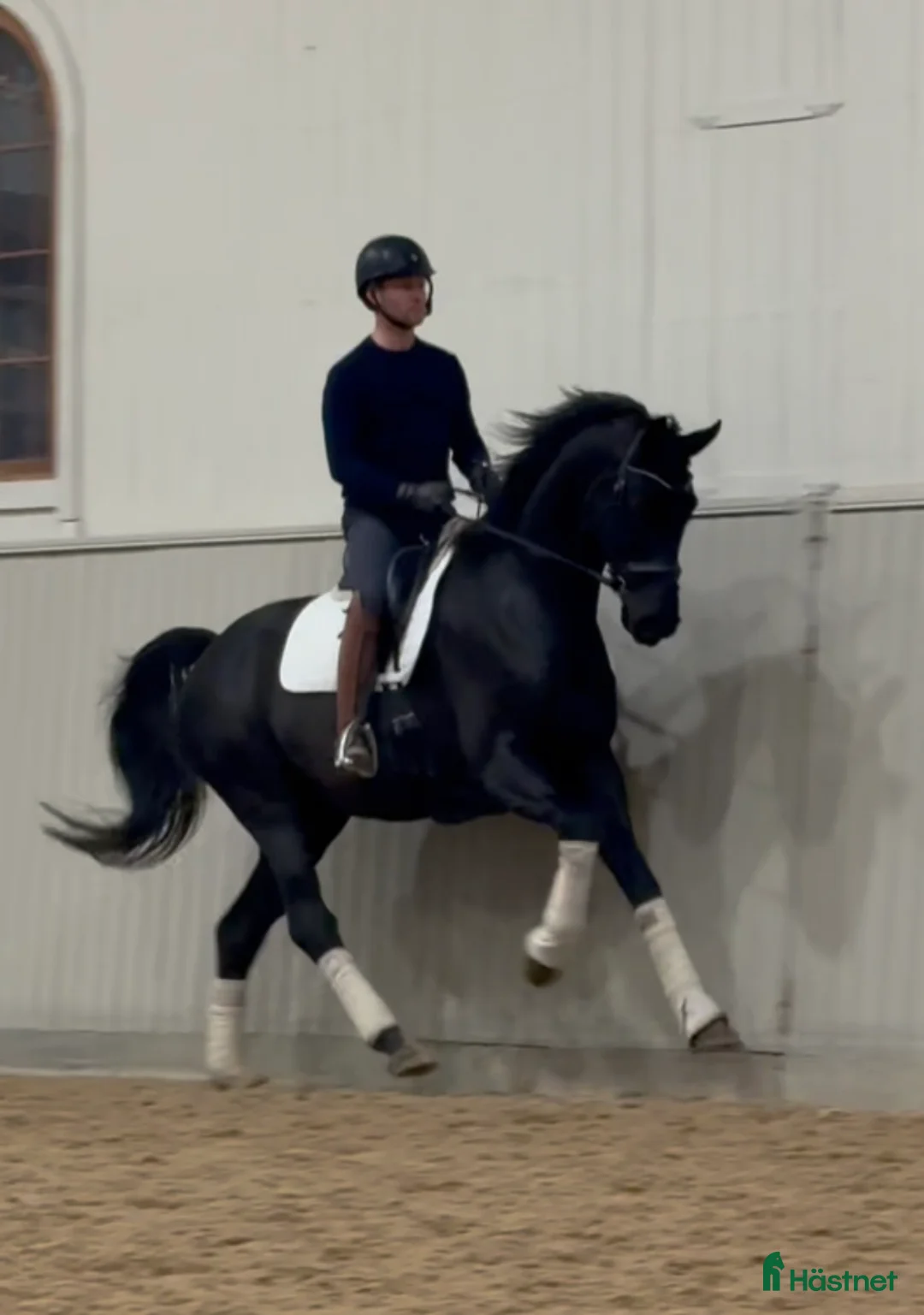 Dressyr hästar till salu: Snäll och okomplicerad unghäst🌟 i Bålsta - Annons 1
