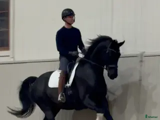 Dressyr hästar till salu: Snäll och okomplicerad unghäst🌟 i Bålsta - Annons 1