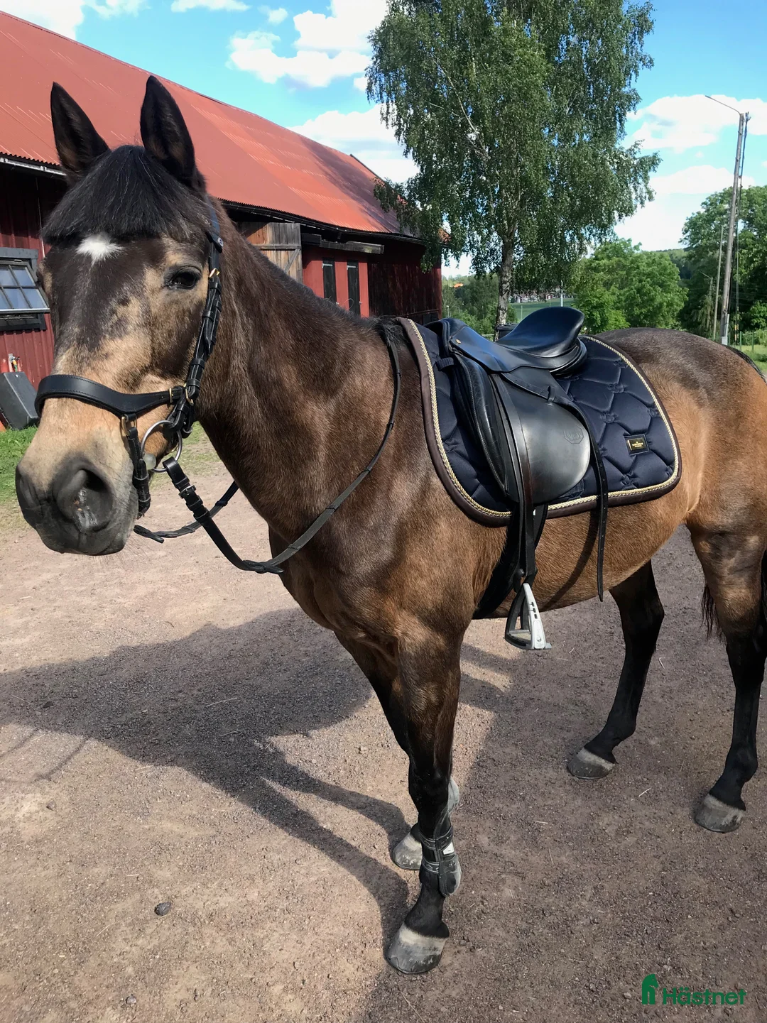 Sadlar hästutrustning till salu: Välvårdad sadel 16 tum i Hultsfred - Annons 5