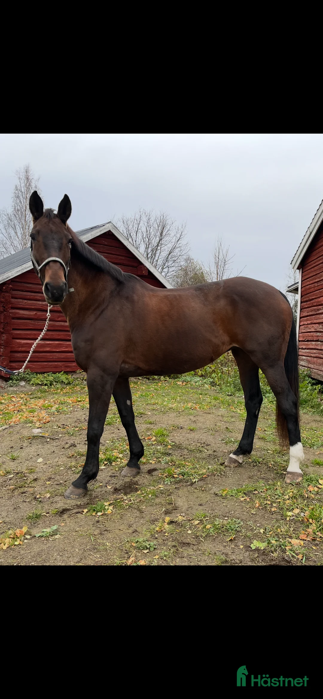 Dressyr hästar till salu: Jättefint dressyrsto säljes i Rosvik - Annons 4
