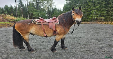  hästar Lovande rid- och körhäst i Kungsäter - Annons 15