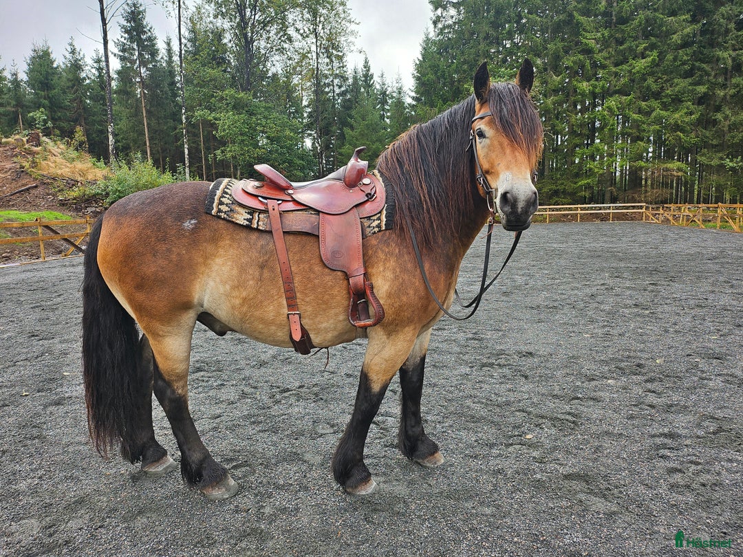 Allround hästar till salu: Lovande rid- och körhäst i Kungsäter - Annons 2