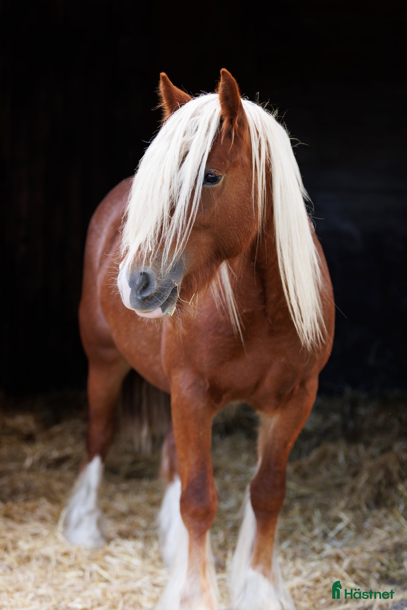  hästar Drömponny irish cob sto unghäst fux  i Lund - Annons 4