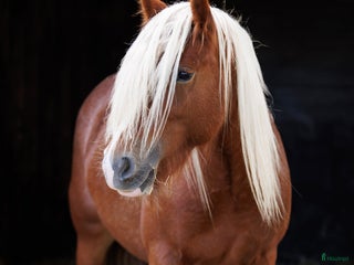 hästar Drömponny irish cob sto unghäst fux i Lund - Annons 1