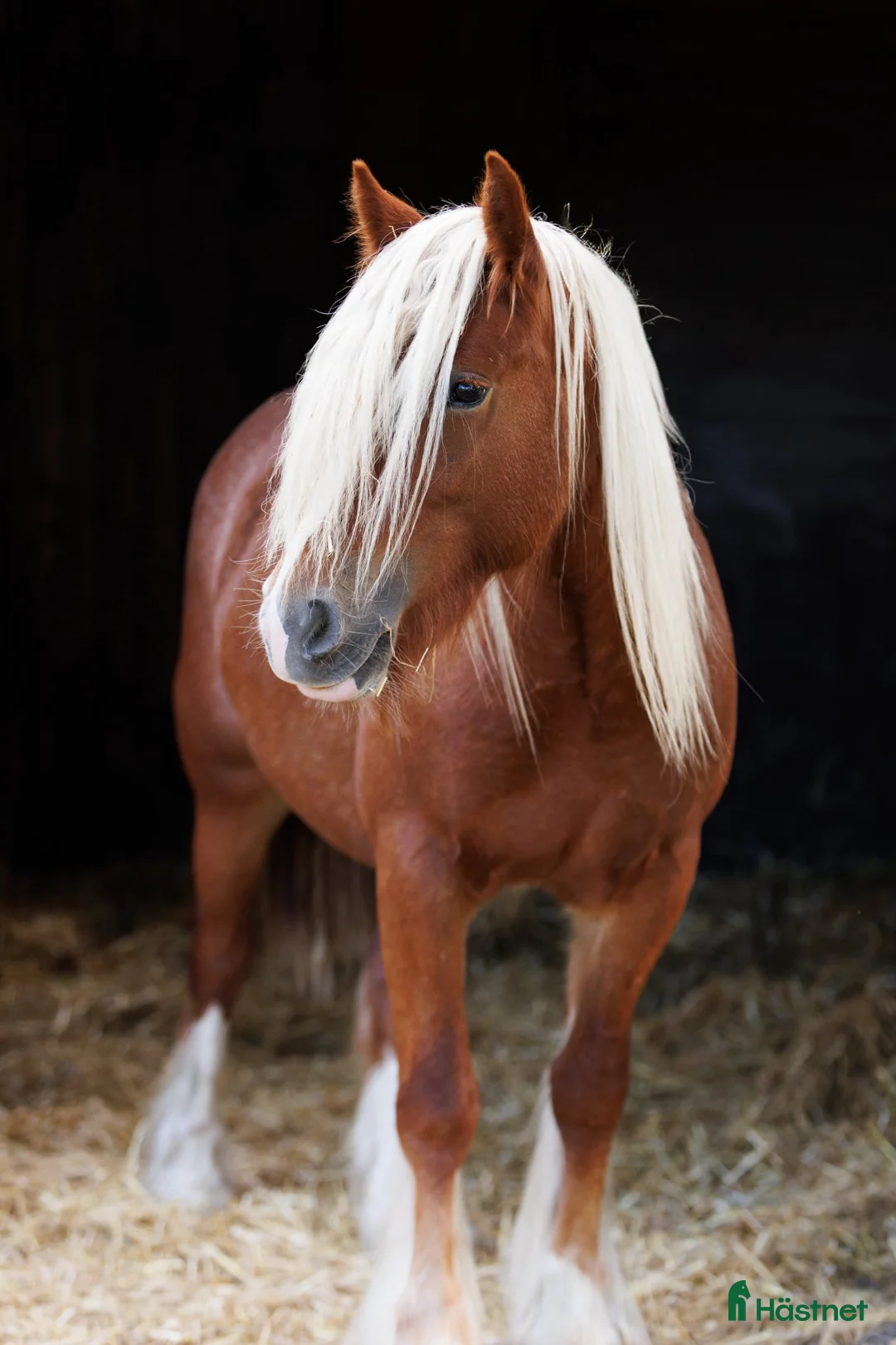 Allround hästar till salu: Drömponny irish cob sto unghäst fux  i Lund - Annons 1