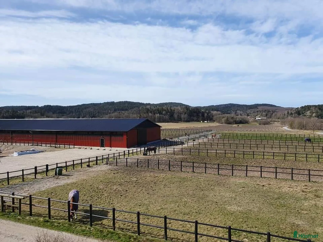 stallplats finnes: Ledig boxplats på fin anläggning i Uddevalla. i Uddevalla - Annons 10