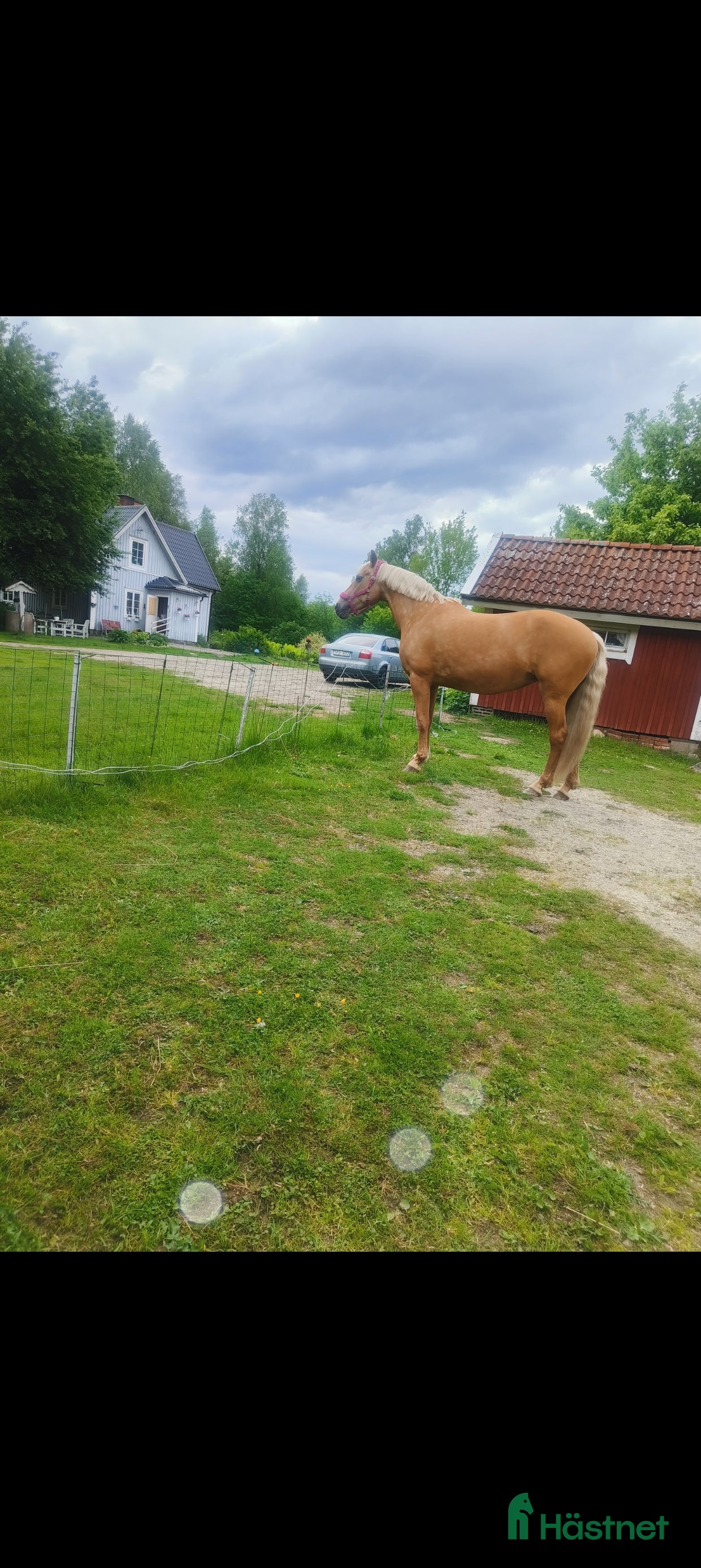  foderhäst Palamino sto utlånas för avel eller sällskap  - Annons 2