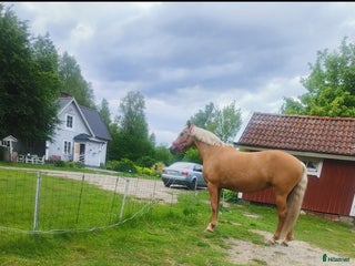 foderhäst Palamino sto utlånas för avel eller sällskap i Eneryda - Annons 1