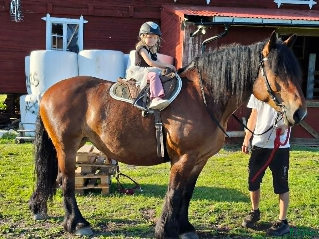 Allround hästar till salu: Willow söker sitt sista och föralltidhem - Annons 5