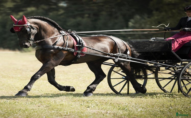  hästar i Väckelsång - Annons 11