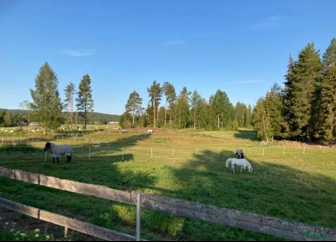  stallplats Stallplatser finnes - Annons 13