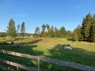 stallplats Stallplatser finnes - Annons 13