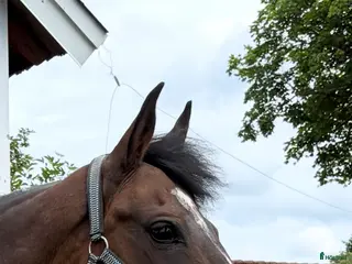 Avelshästar hästar till salu: Indoctro Sto - Annons 1