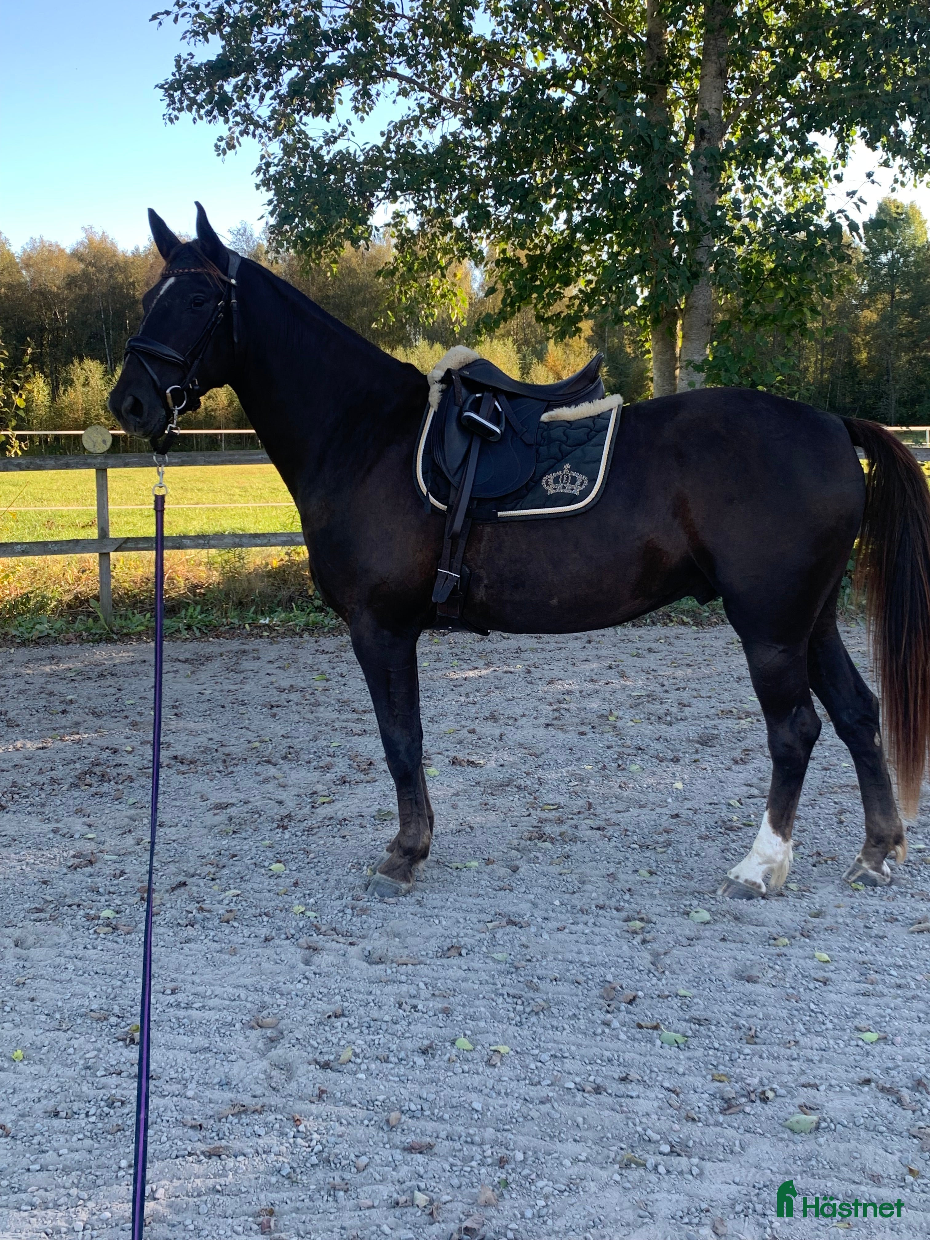  hästar Positiv och social 8-åring - Annons 3