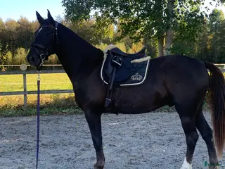 hästar Positiv och social 8-åring - Annons 3