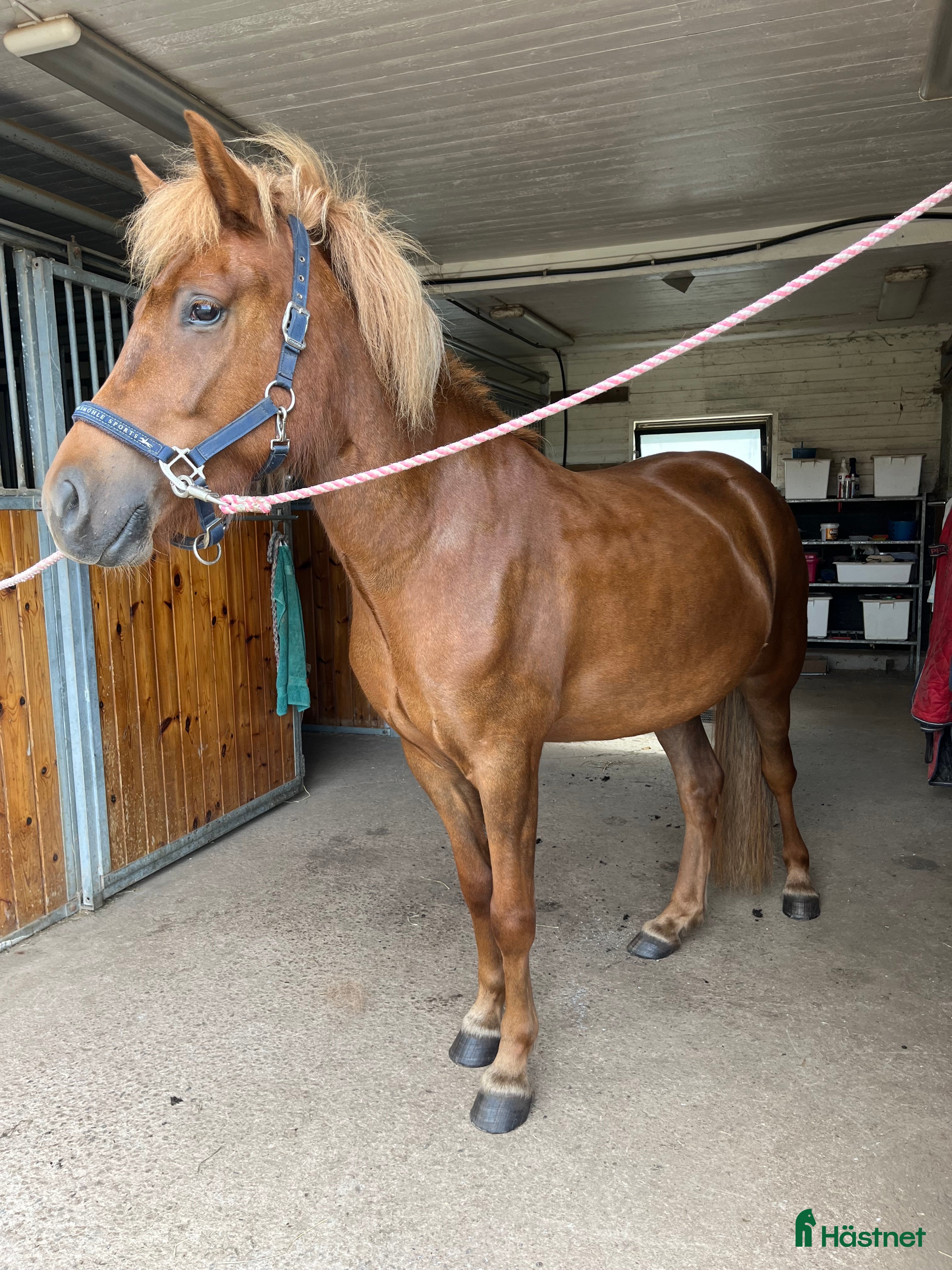  hästar Vackert välstammat sto - Annons 2