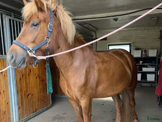 hästar Vackert välstammat sto - Annons 2