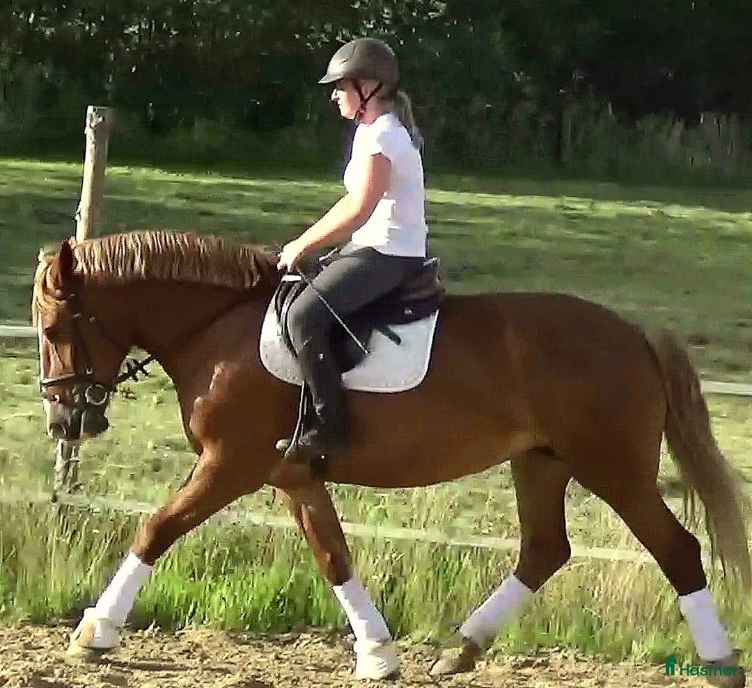 Allround hästar till salu: Fantastic bombproof Princess i Örsundsbro - Annons 8