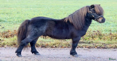  hästar i Dyltabruk - Annons 5