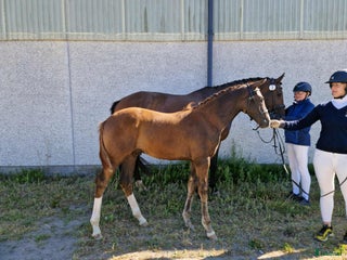 hästar Lovande dressyrföl e. Söbakkehus First Mover i Blentarp - Annons 3