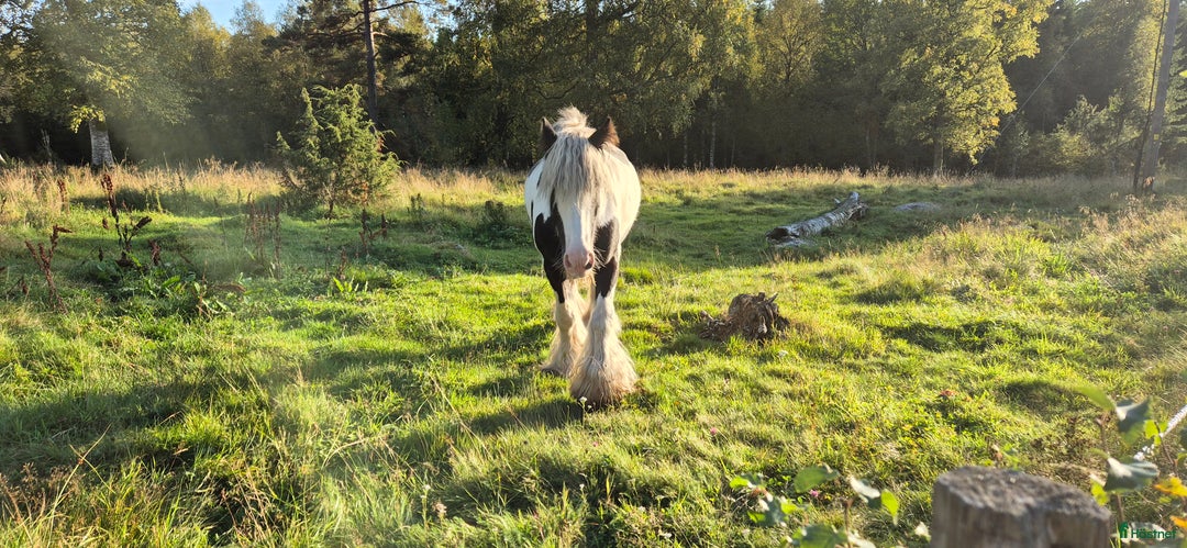 Sällskap hästar till salu: Iris cob / tinker i Sävsjö - Annons 3