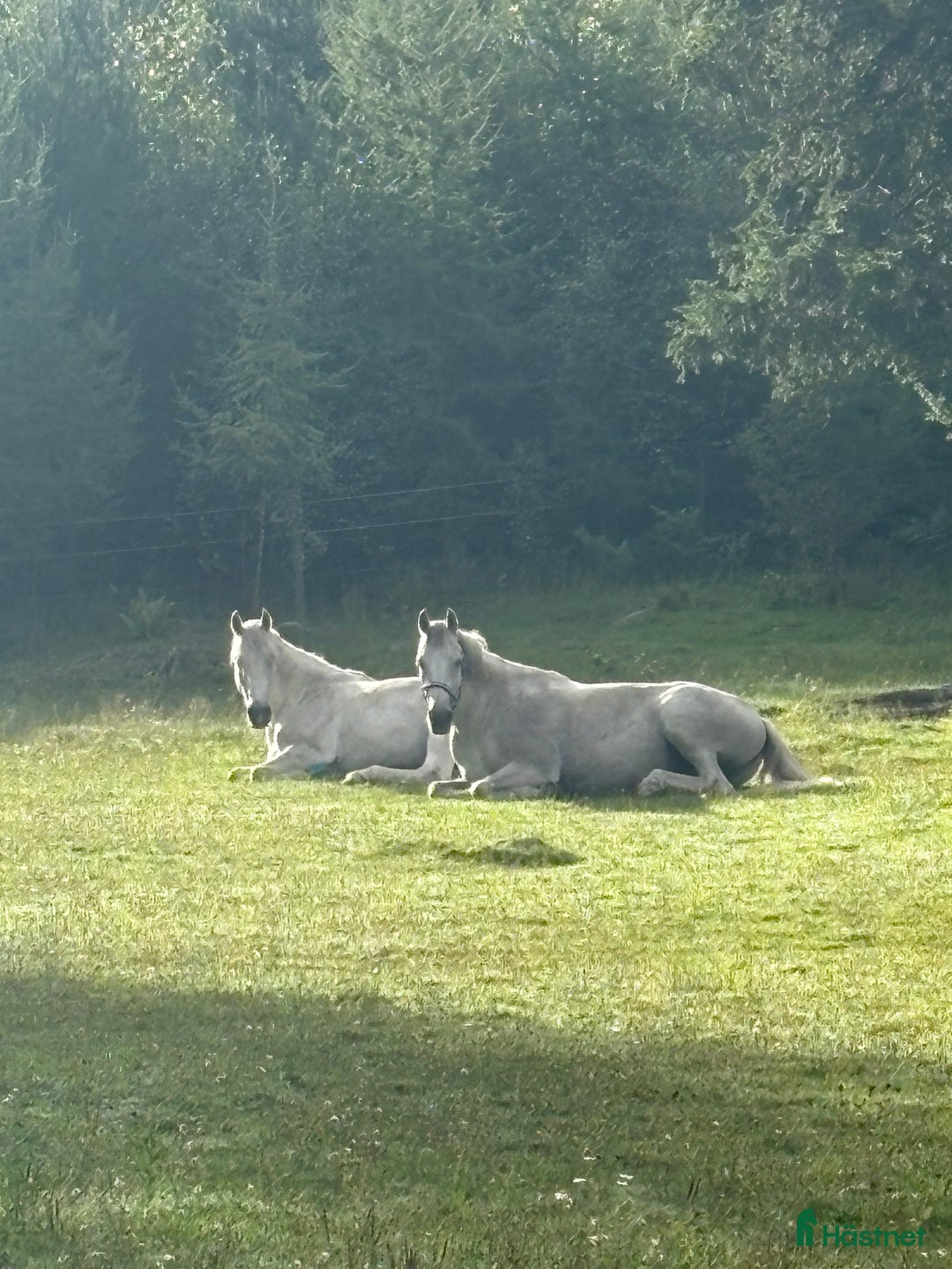  stallplats finnes: Lediga boxplatser i Vallentuna - Annons 1