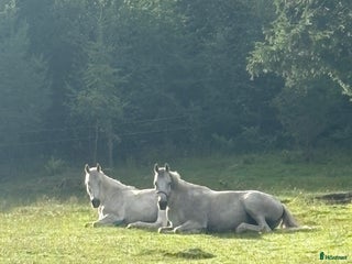 stallplats finnes: Lediga boxplatser i Vallentuna - Annons 1