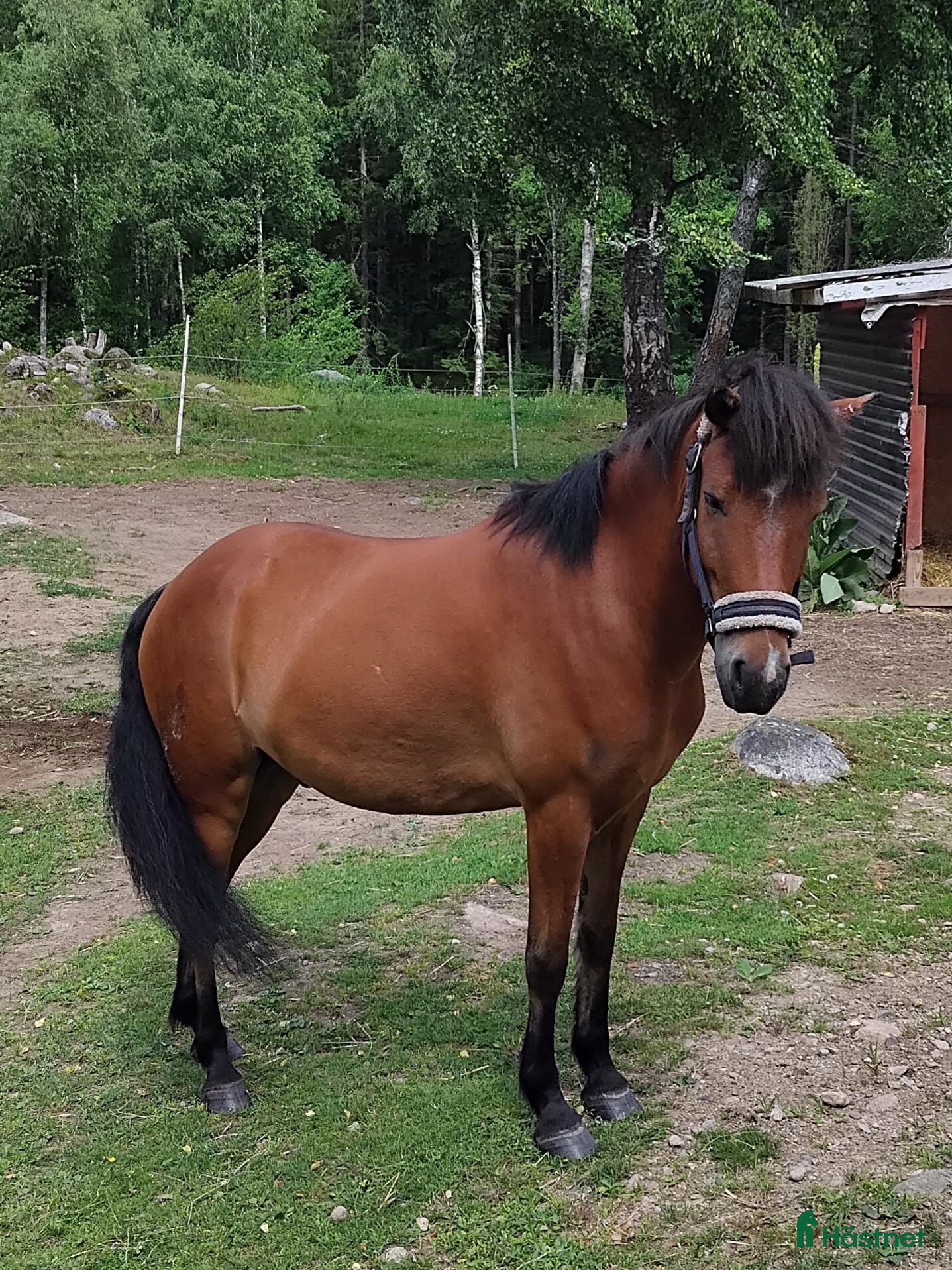  hästar Snygg med mycket vilja - Annons 5