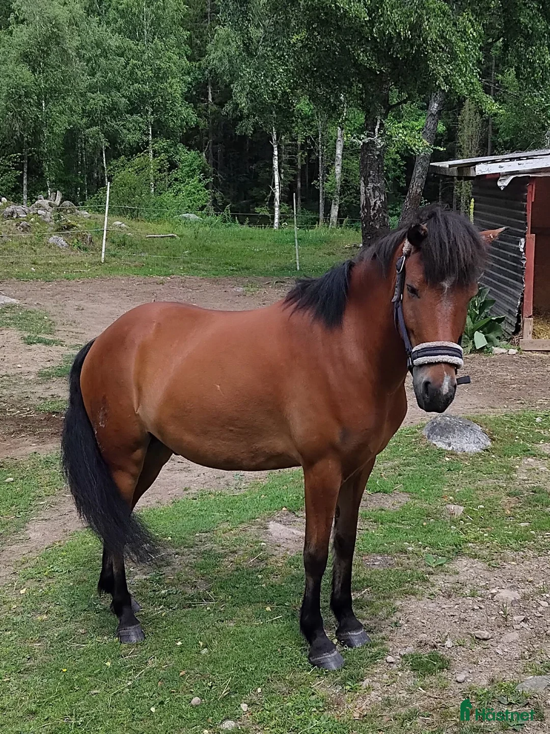 Island hästar till salu: Snygg med mycket vilja - Annons 1