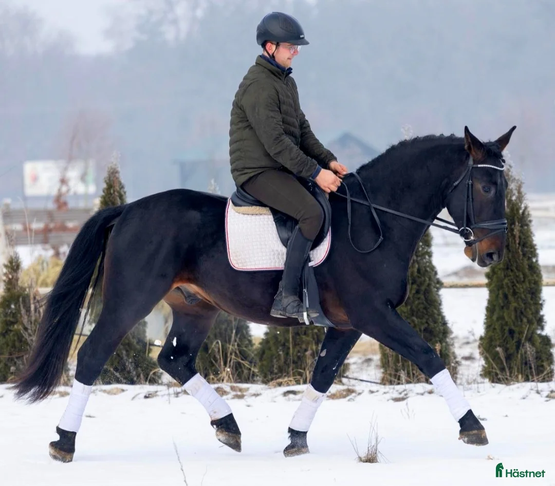 Allround hästar till salu: Exceptional Silesian - Quality & Top Potential  - Annons 3