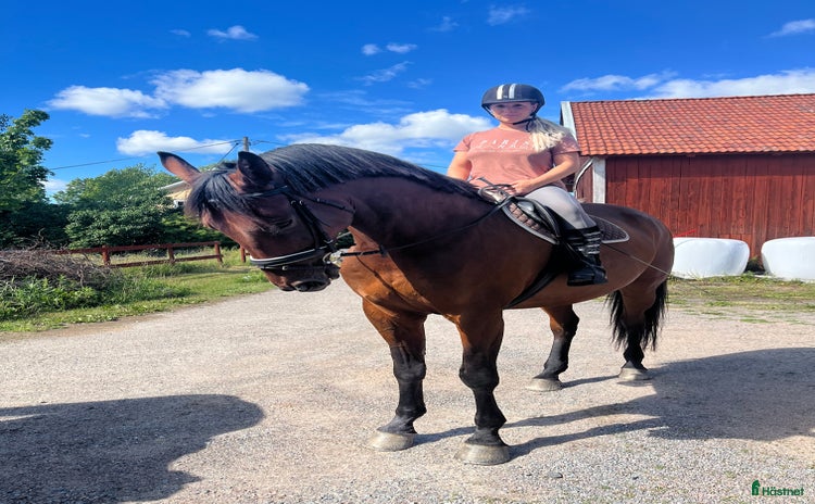  medryttarhäst sökes i Täby - Annons 20