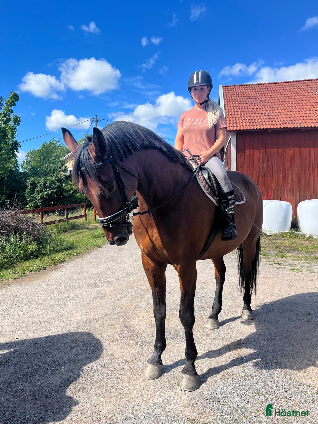  medryttarhäst sökes: Medryttarhäst sökes  i Täby - Annons 1