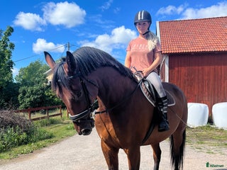 medryttarhäst sökes: Medryttarhäst sökes i Täby - Annons 1