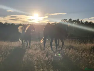 stallplats Boxplats i Grödinge - Annons 1