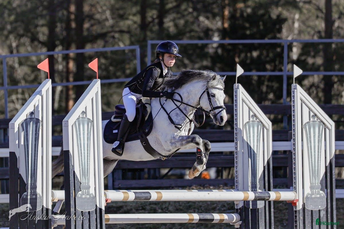  hästar Competition B-Pony 127 cm - Annons 1